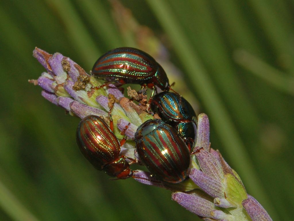 Chrysolina americana su Lavandula